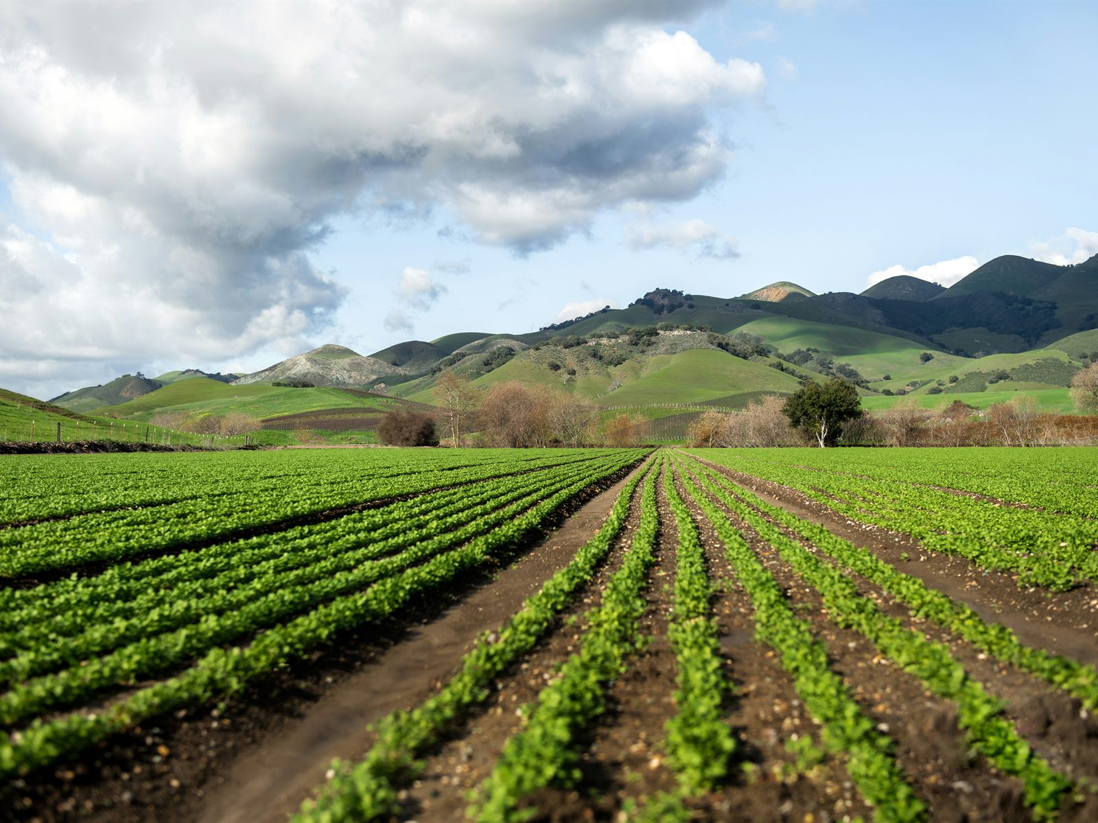 Agriculture and Agribusiness